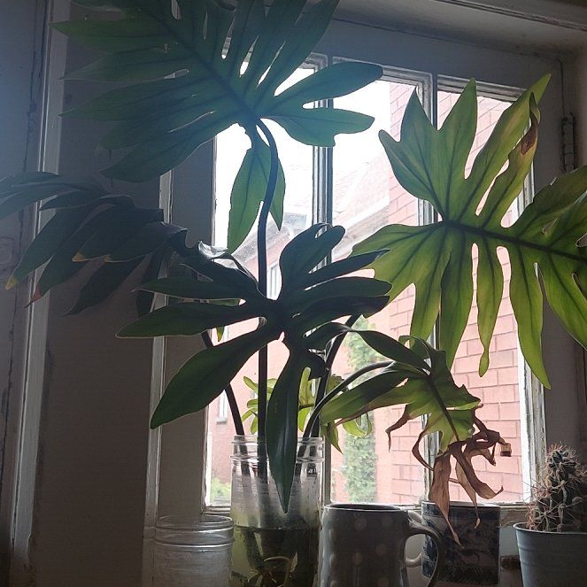 Photo of the plant species tahiti philodendron by @ezri named Bitch on Greg, the plant care app