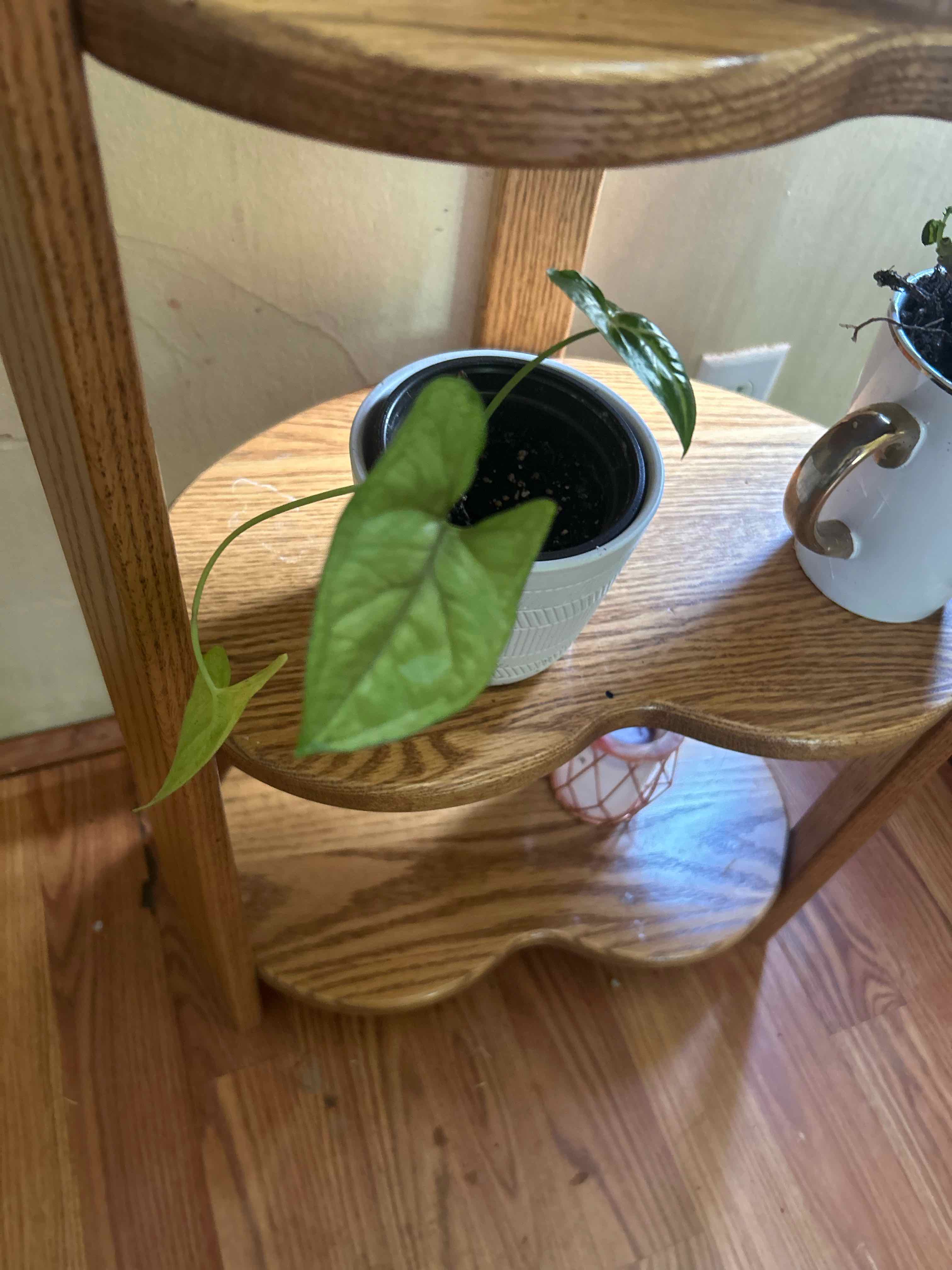 Potted Creamsicle Arrowhead Plant on a wooden shelf with green leaves.