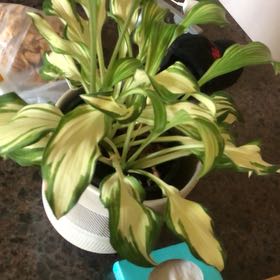 Photo of the plant species reverse Patriot Hosta by @SanguineCatmint named Kitchen balcão in on Greg, the plant care app