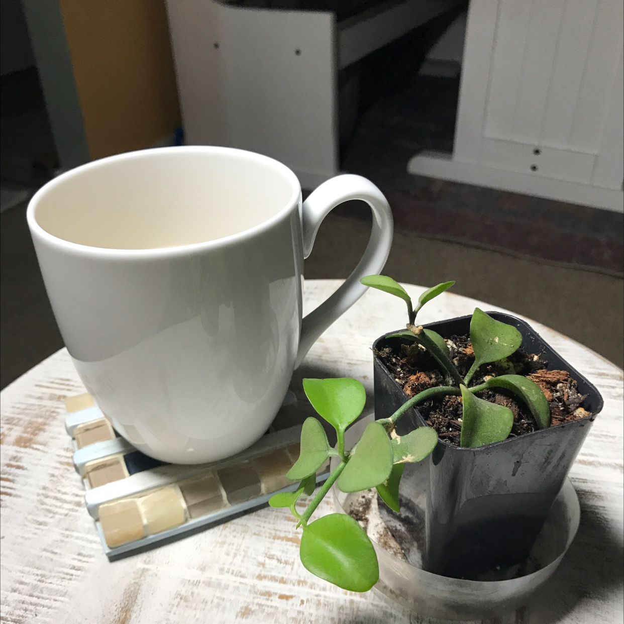 Photo of the plant species Geri dischidia by @Lilrobin930 named Andy on Greg, the plant care app