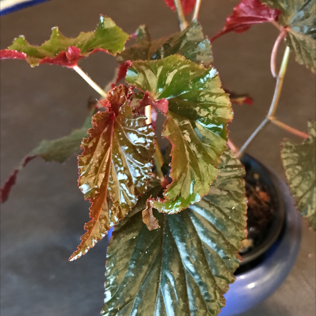 Photo of the plant species Begonia 'Linda Dawn' by @Lilrobin930 named Linda Dawn on Greg, the plant care app