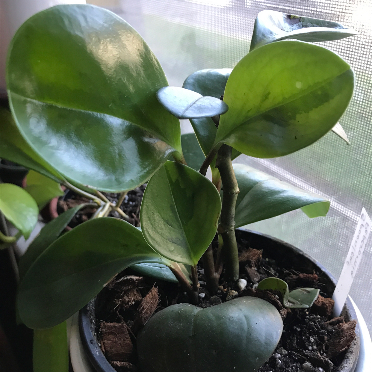 Photo of the plant species Variegated Spoonleaf Peperomia by @Lilrobin930 named Hope on Greg, the plant care app