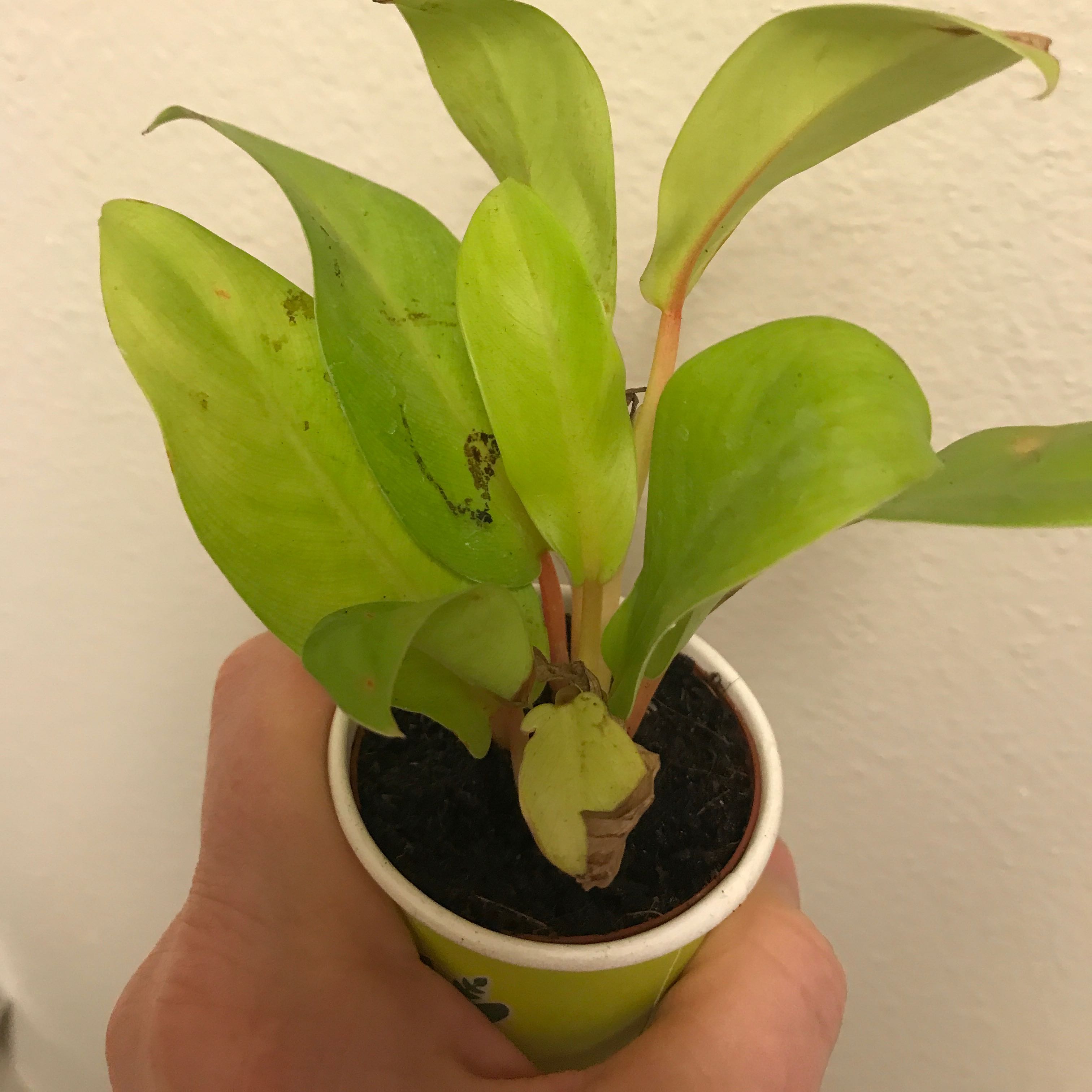 Photo of the plant species Philodendron 'Malay Gold' by @Lilrobin930 named GO mystery on Greg, the plant care app