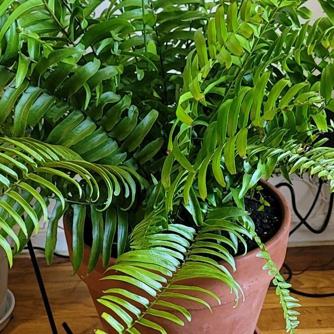Light Requirements For Your Macho Fern By Season