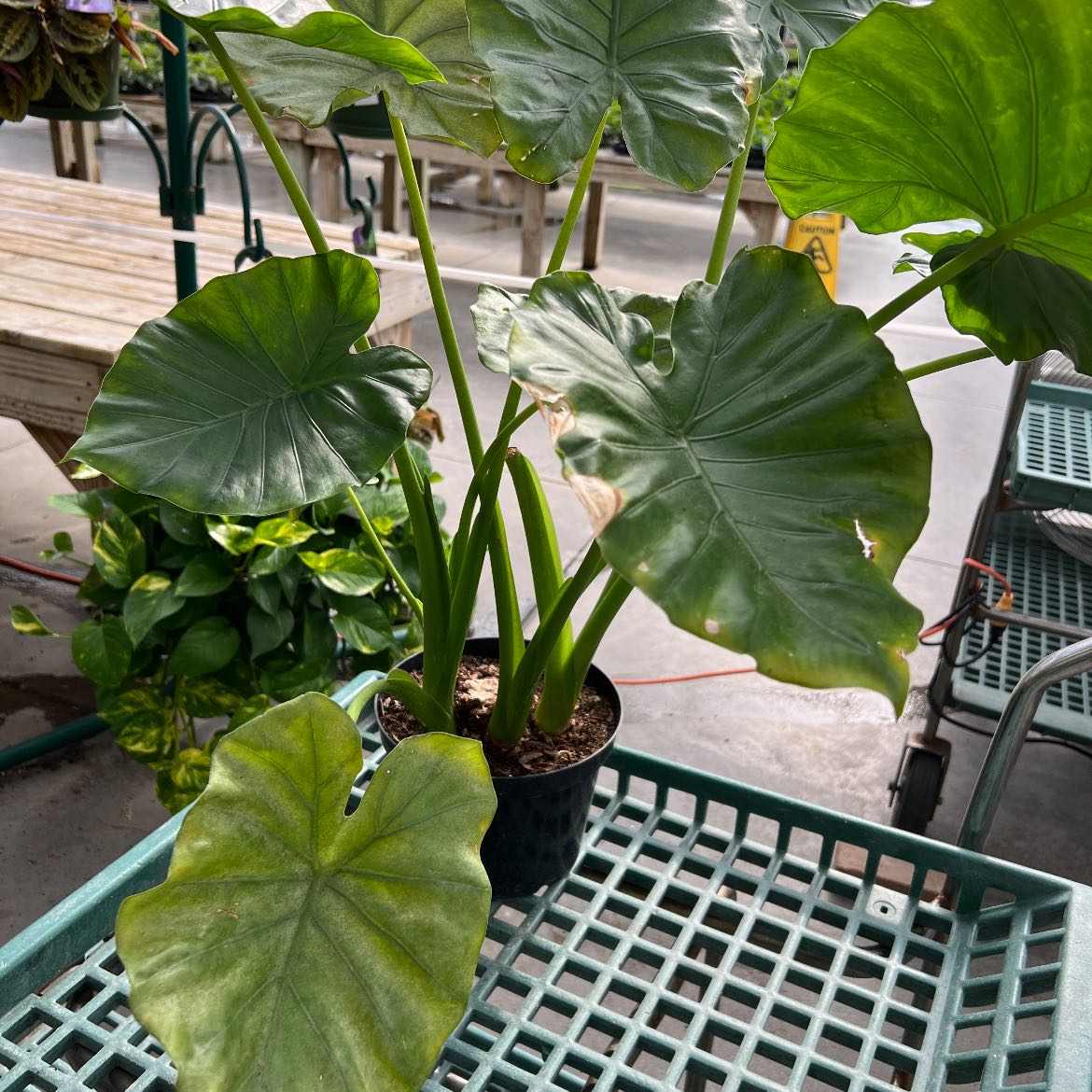Alocasia 'Portora' plant in a small pot on a metal table with large green leaves.