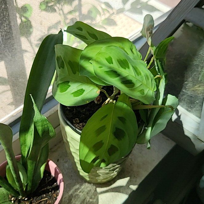 Photo of the plant species Rabbit Tracks by @BigPyrethrum named Delilah on Greg, the plant care app