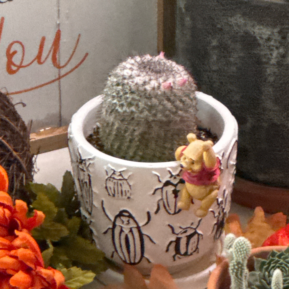 Photo of the plant species Mammillaria perbella by @EBsMenagerie named Sanders on Greg, the plant care app