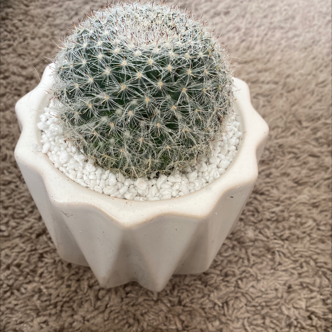 Old Lady Cactus in a white pot with white pebbles, appears healthy.
