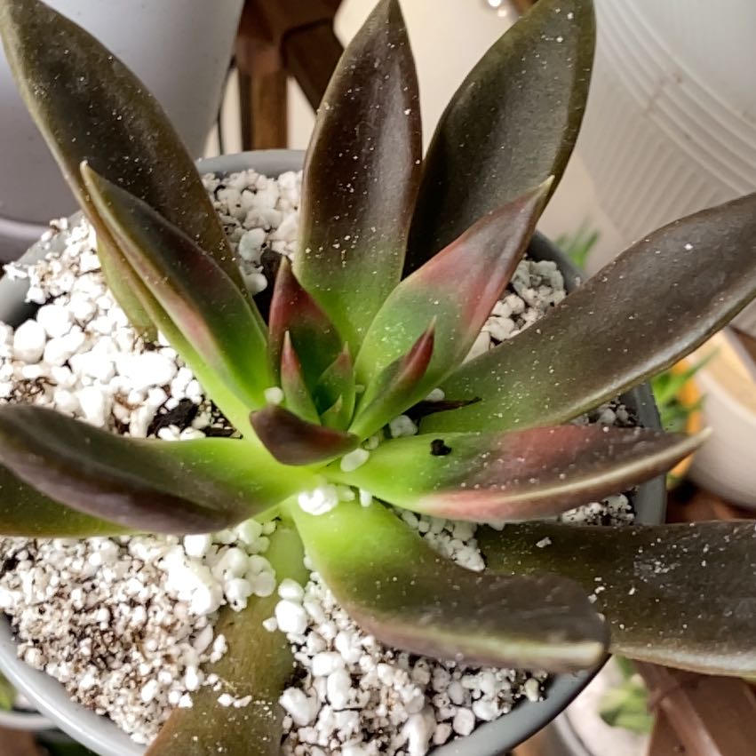 Echeveria 'Chroma' succulent with dark green and reddish leaves in a pot with visible soil and perlite.