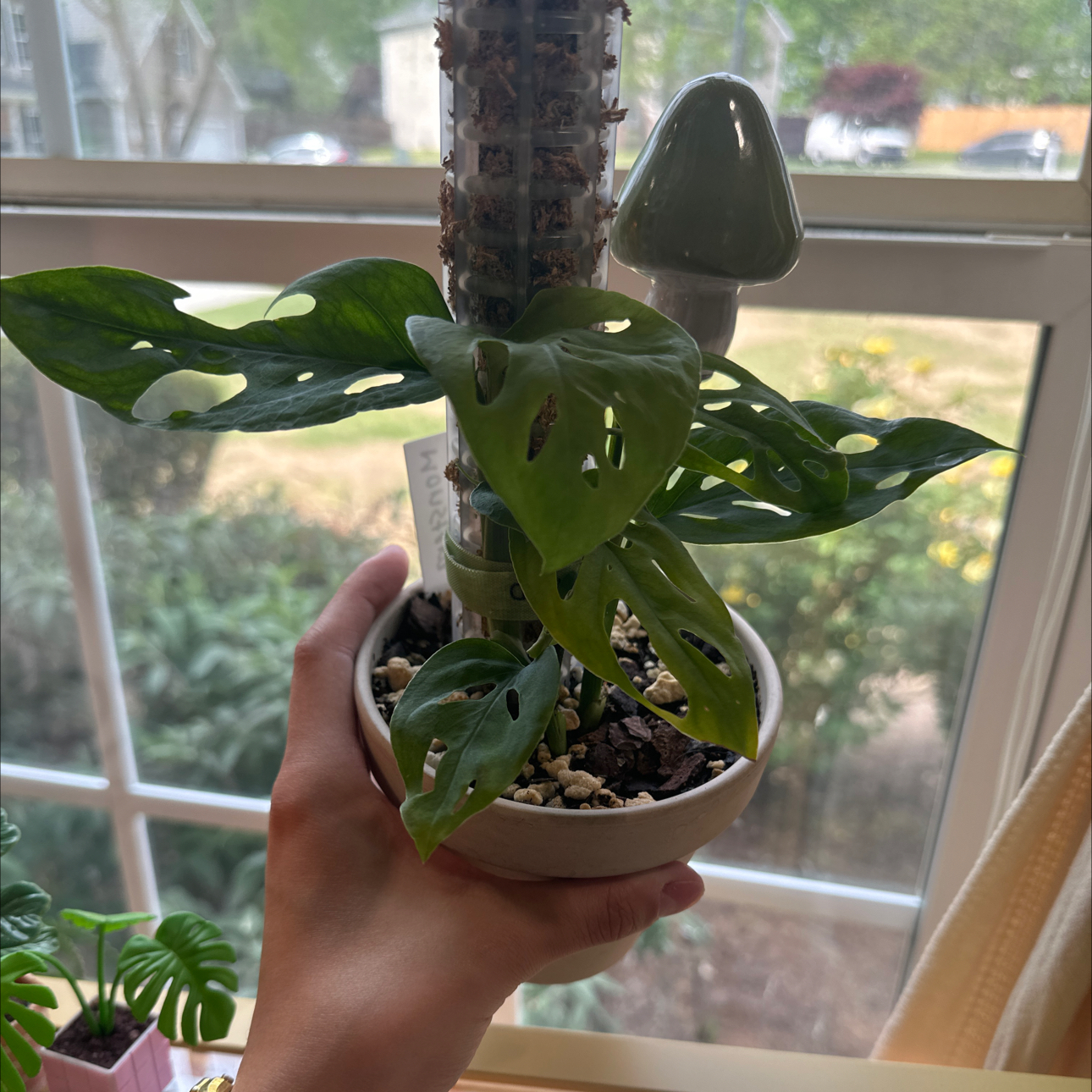 Monstera esqueleto plant in a small pot, held by a hand, with visible fenestrated leaves.