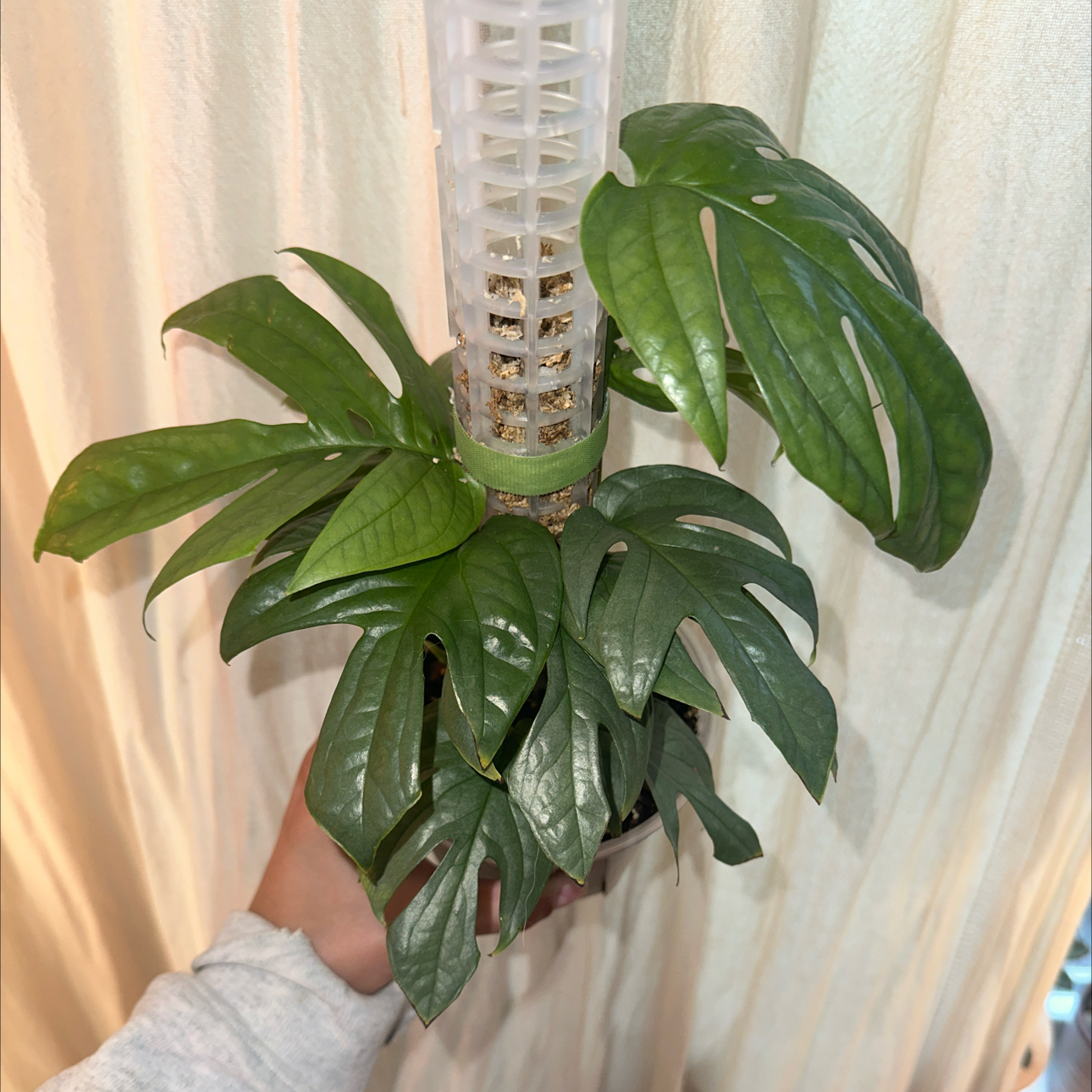 Amydrium 'Spider Man' plant supported by a moss pole, held by a hand.