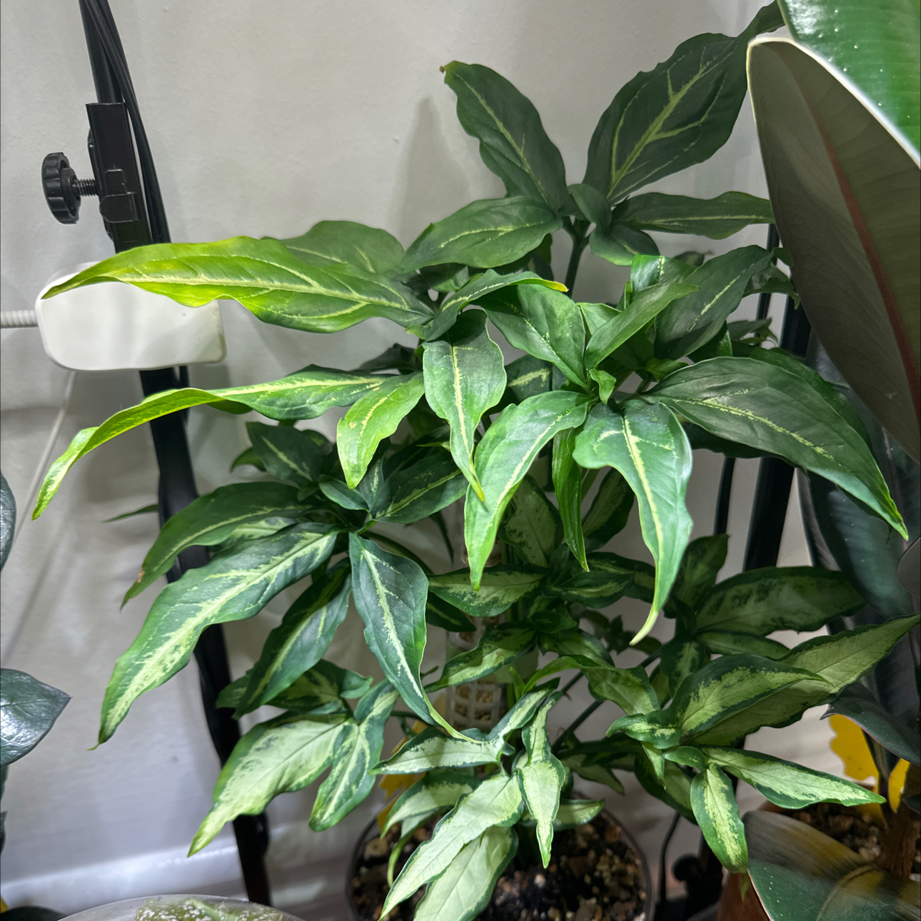 Photo of the plant species little star syngonuim by @MonsteraMami named Sproutacus on Greg, the plant care app