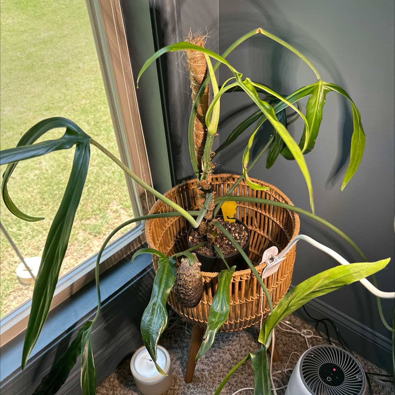 Photo of the plant species Philodendron Tripartitum by @MonsteraMami named Holtonianum on Greg, the plant care app