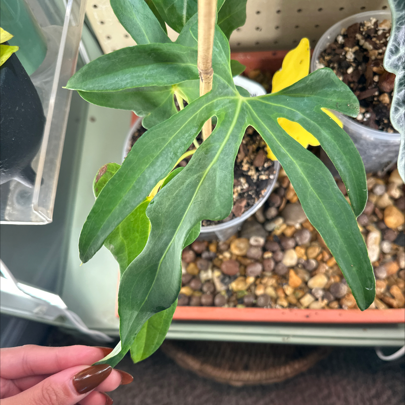 Photo of the plant species Anthurium podophyllum hybrid by @MonsteraMami named Captain Plant-it on Greg, the plant care app