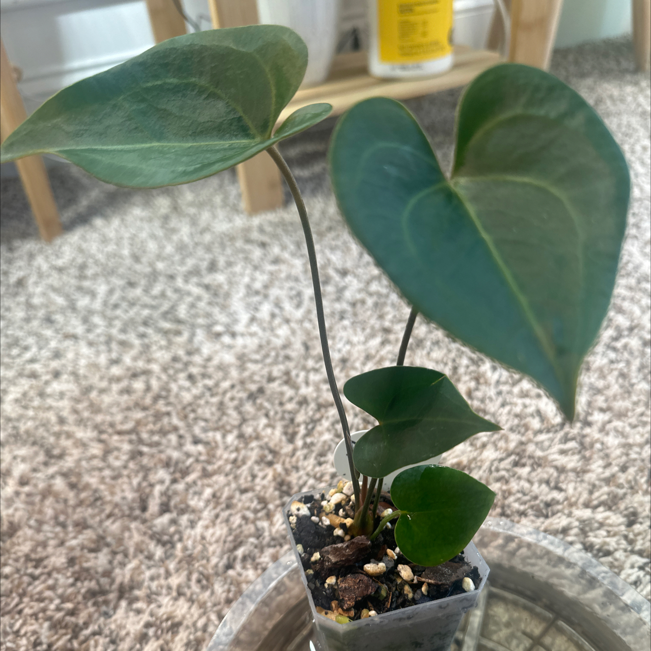 Photo of the plant species Anthurium ‘Arrow’ by @MonsteraMami named Dark arrow on Greg, the plant care app