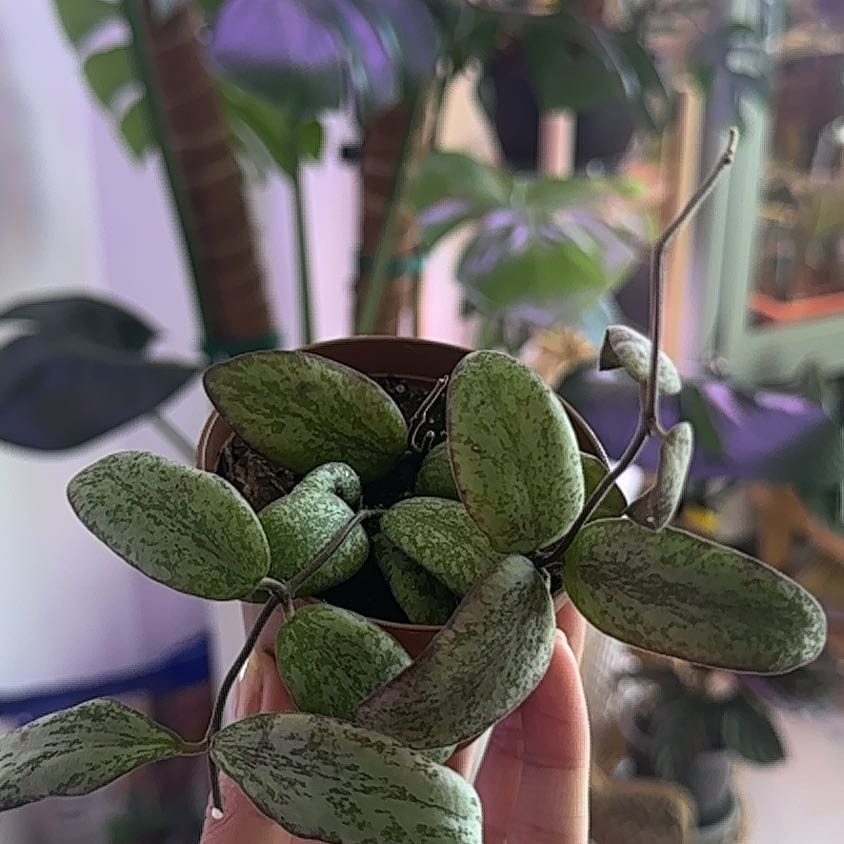 Hoya Sigillatis plant with speckled leaves in a small pot, held by a hand.