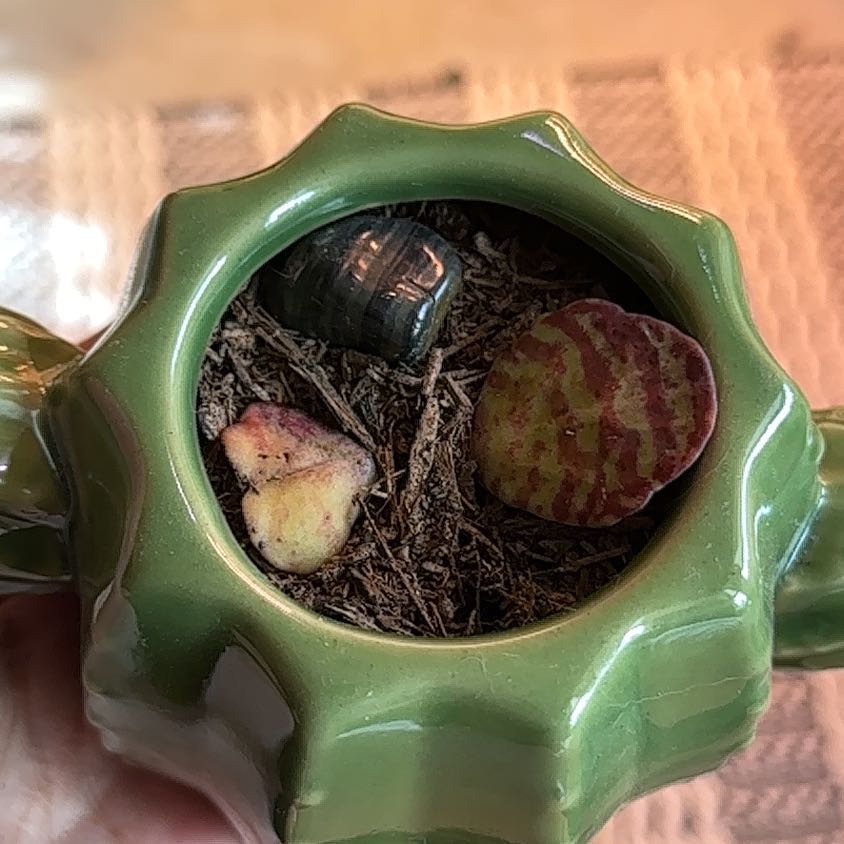 Kalanchoe humilis plant in a green pot with visible soil and some leaf discoloration.
