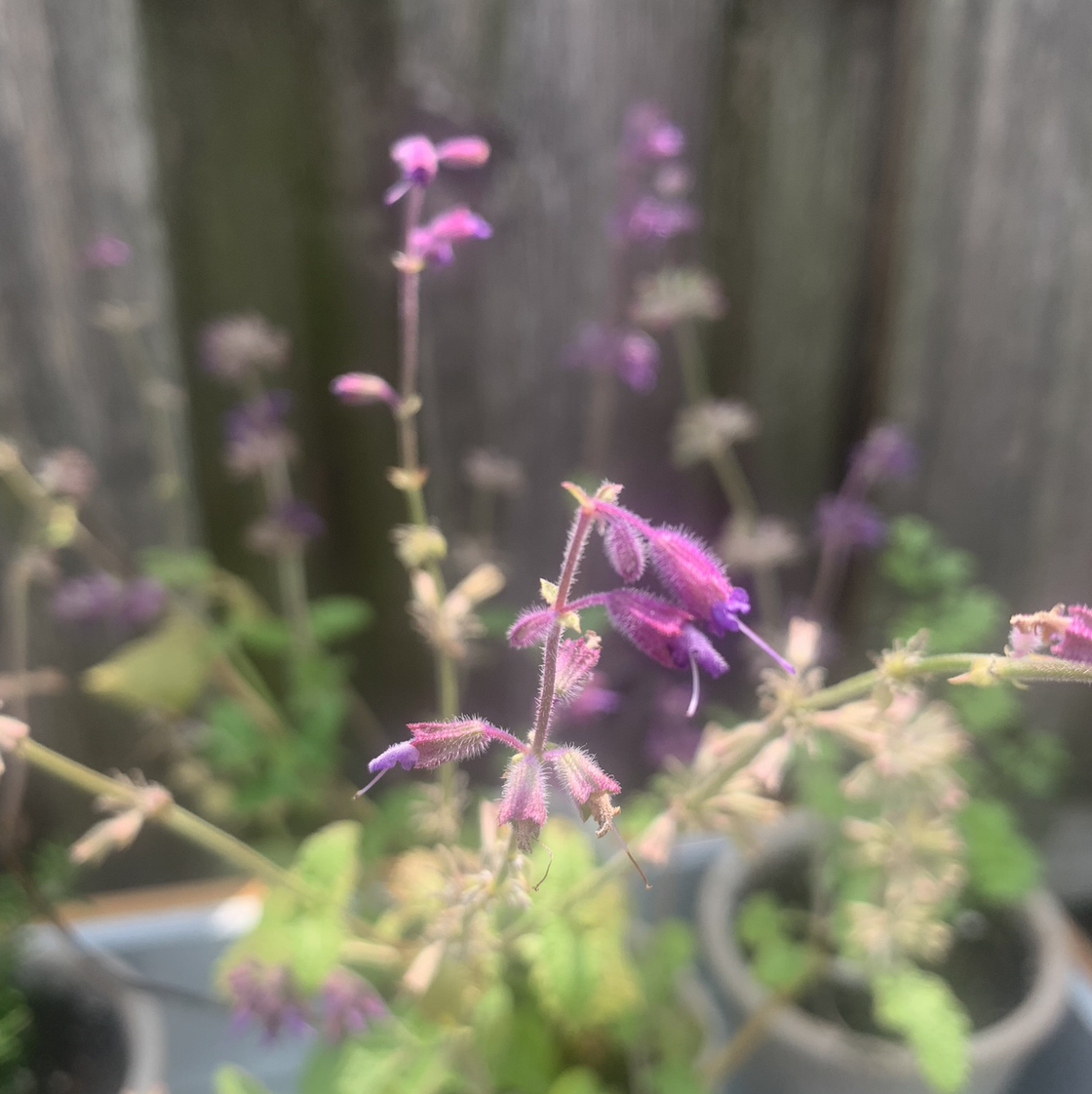 Photo of the plant species Lilac Sage by @OnMountainThyme named Demi on Greg, the plant care app