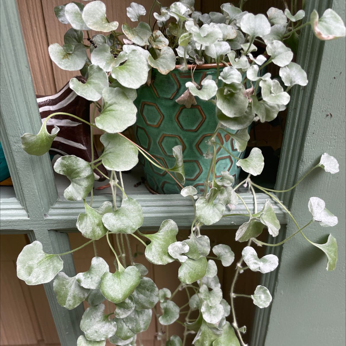 Potted Silver Ponysfoot plant with trailing stems and round, silver-green leaves.