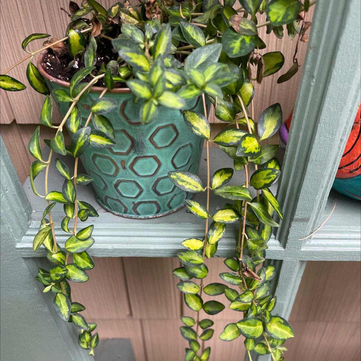 Potted Lesser Periwinkle with trailing vines and variegated leaves, some yellowing visible.