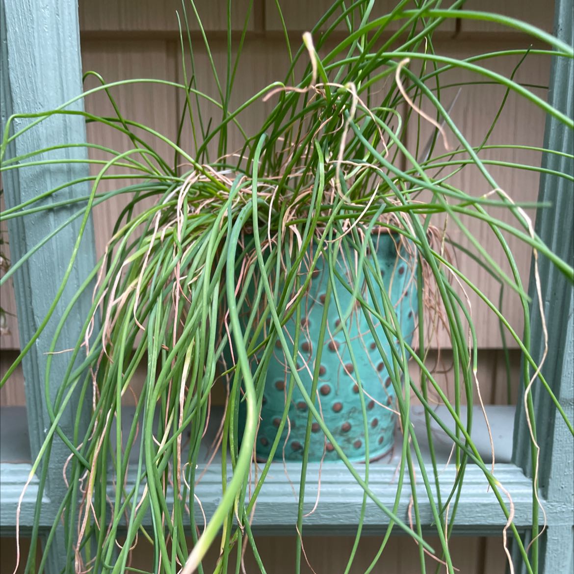 Potted wild chives with some browning leaf tips in a turquoise pot.