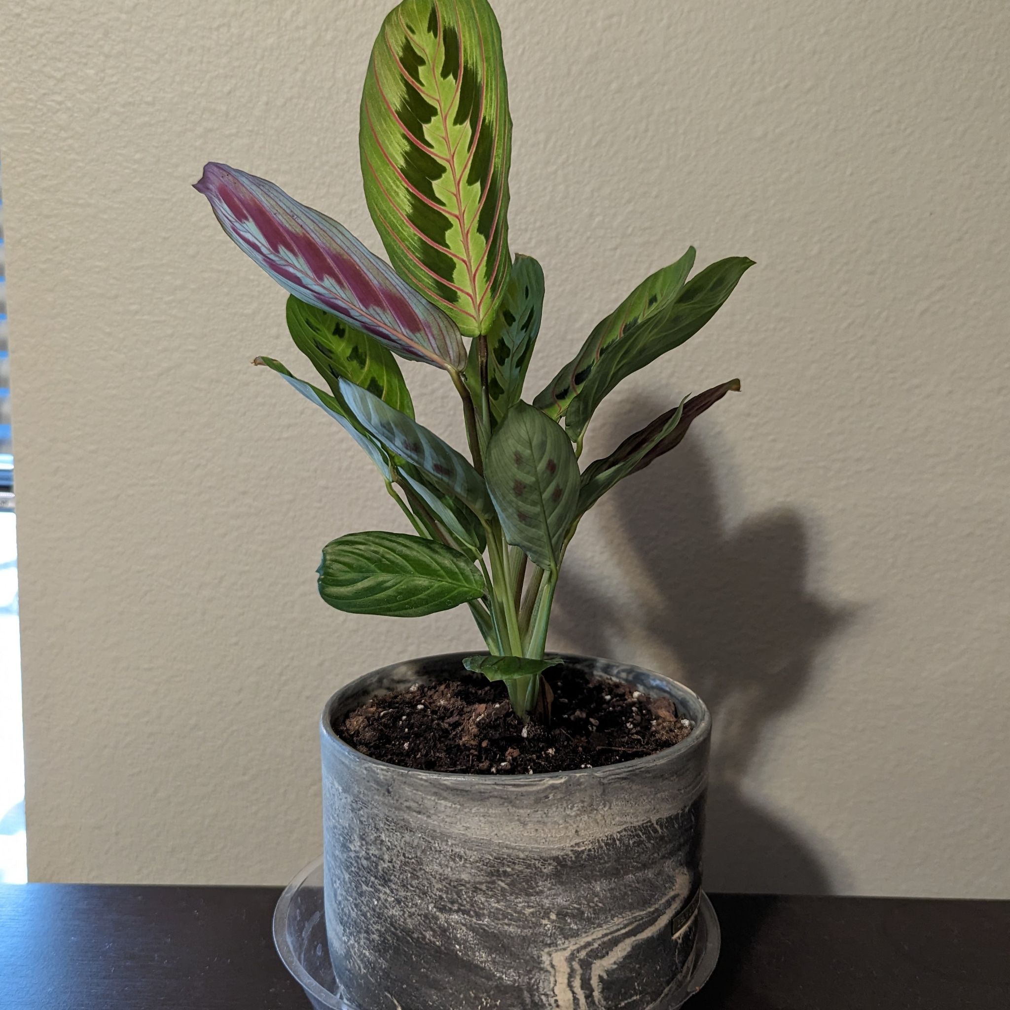 Prayer Plant in a pot with vibrant green leaves and slight browning on a few leaves.