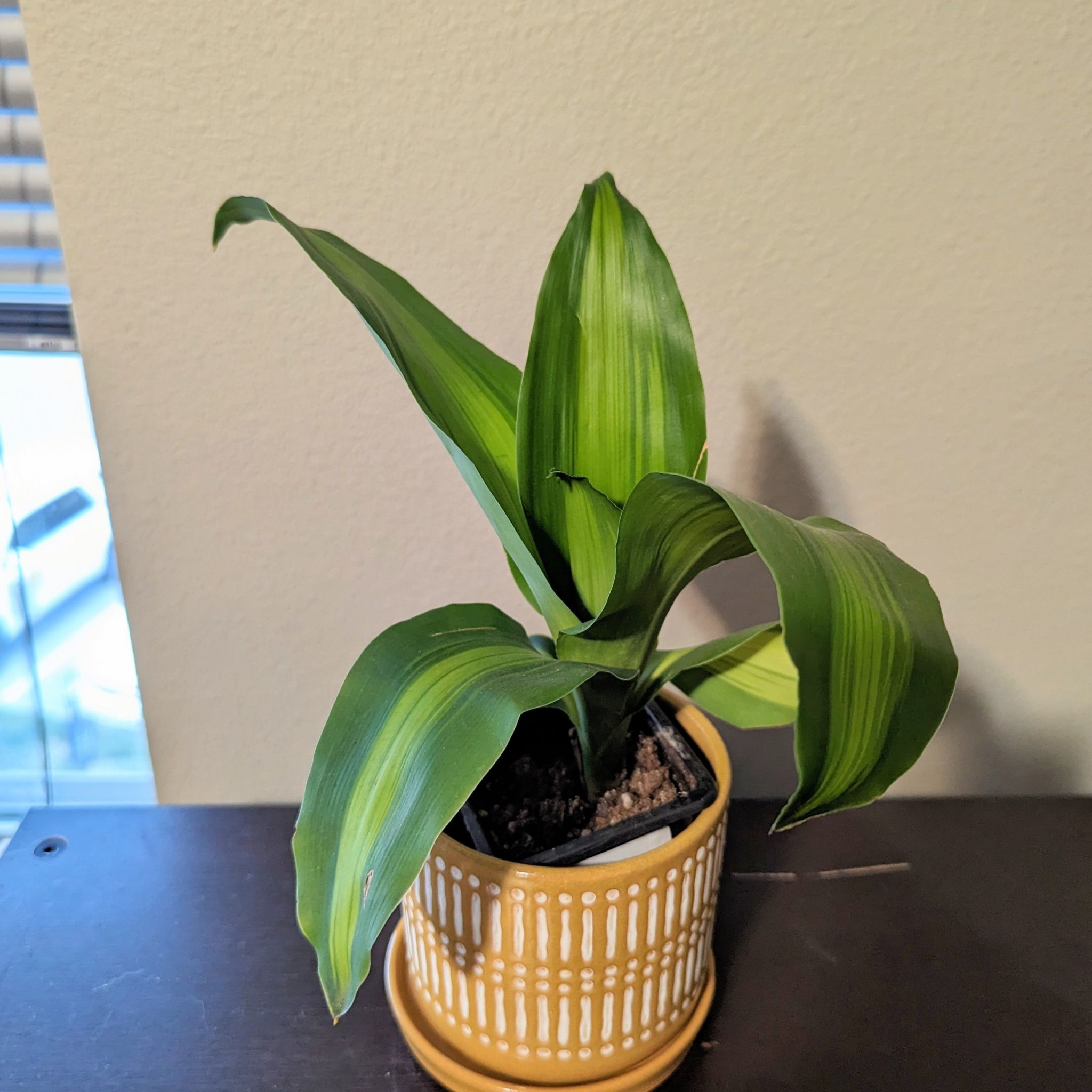 Dracaena 'Golden Heart' plant in a decorative pot with vibrant green leaves.