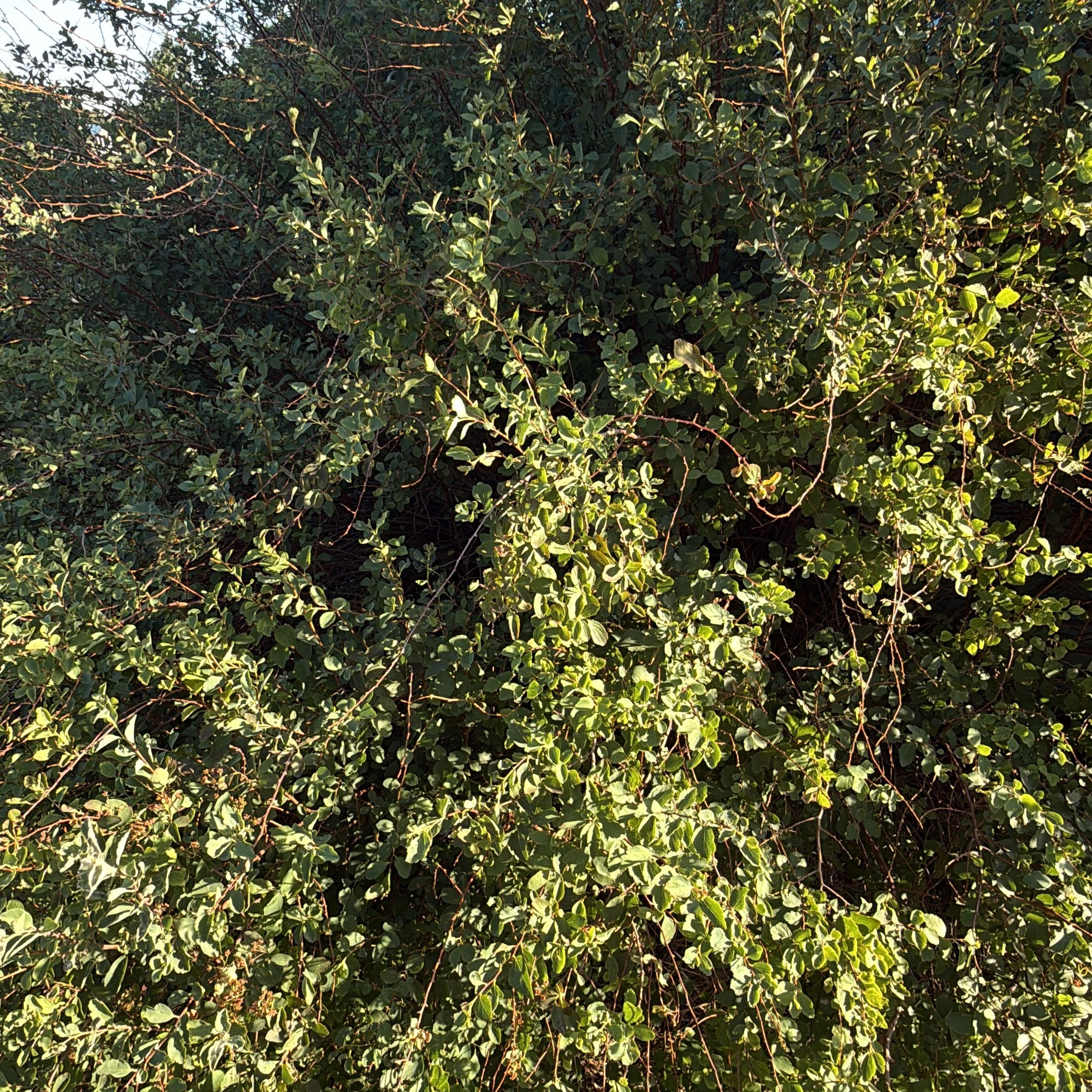 Photo of the plant species Kōhūhū by @CaringChickory named Marley on Greg, the plant care app