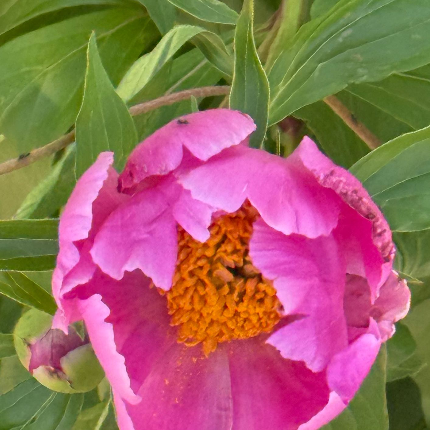 Photo of the plant species Common Peony by @CaringChickory named Delilah on Greg, the plant care app