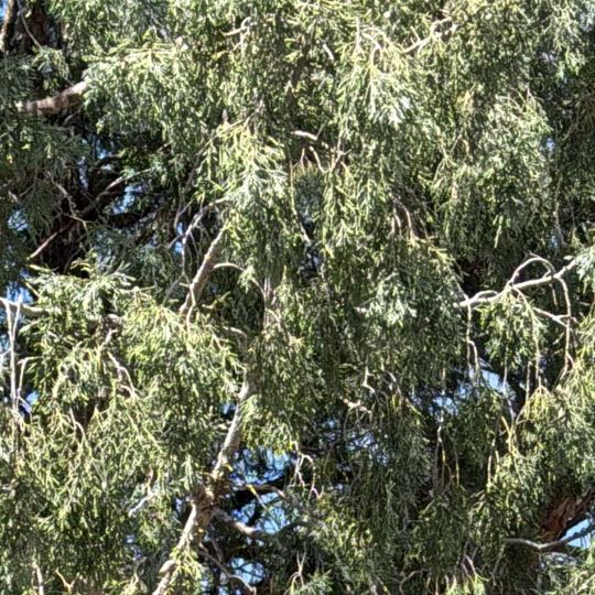 Photo of the plant species Rock Juniper by @CaringChickory named Fernie Mercury on Greg, the plant care app