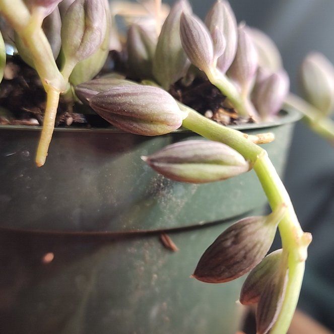 Photo of the plant species Carolina Springbeauty by @GoddessMoss named Forrest on Greg, the plant care app