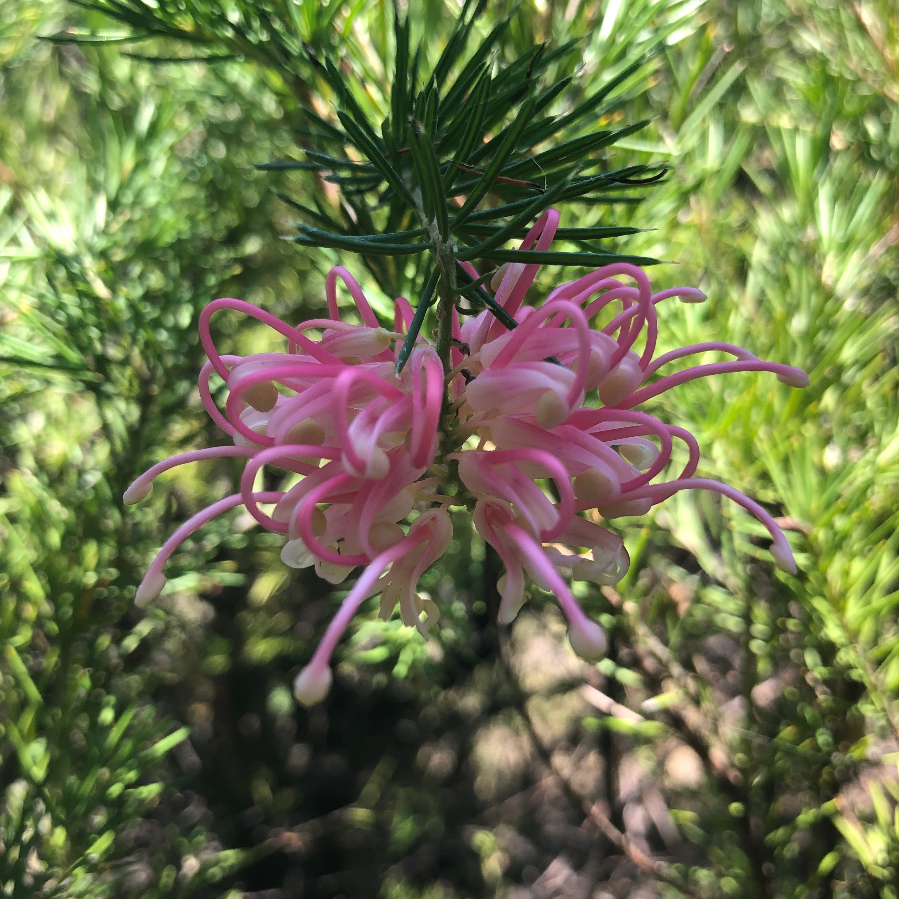 Photo of the plant species Rosemary Grevillea by @Spiderhouse named Tupot amaroot on Greg, the plant care app