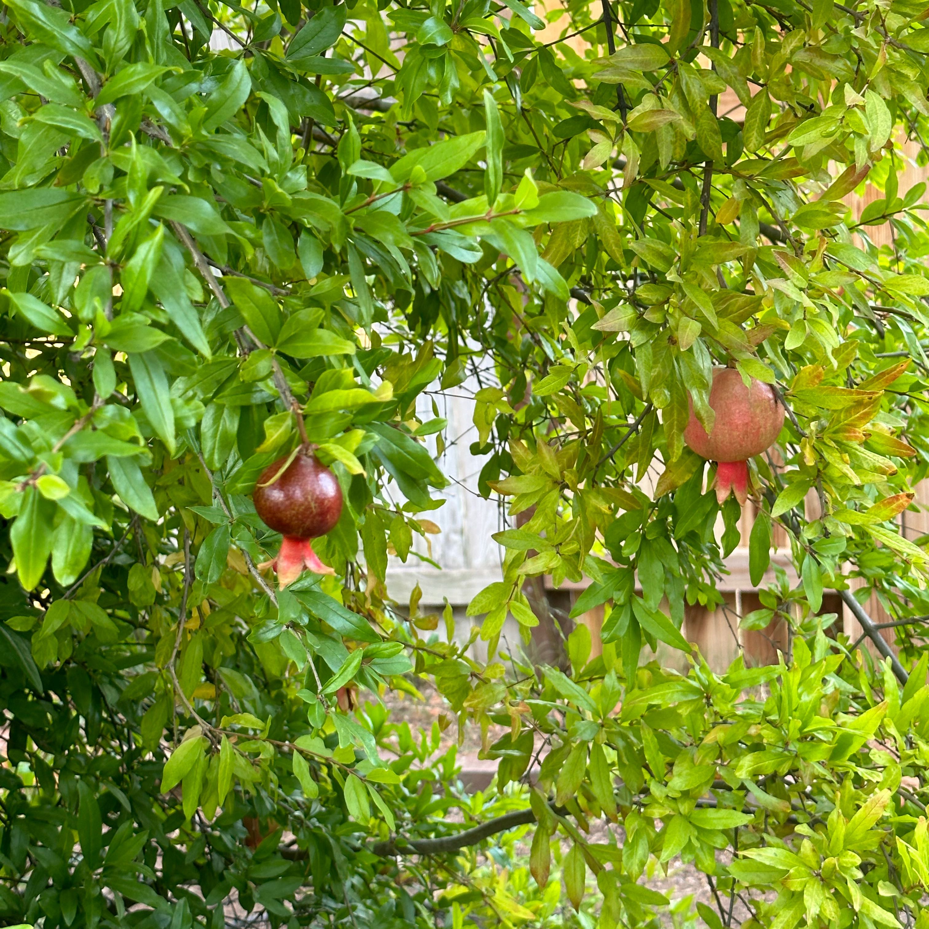 Pomegranate uploaded to the Greg plant app by @Spiderhouse