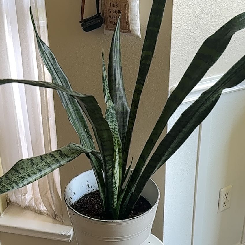 Black Gold Snake Plant in a white pot with healthy green leaves.