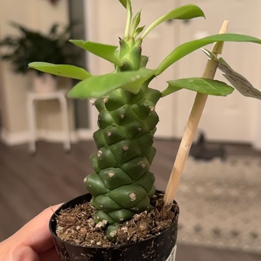 Photo of the plant species Monadenium Rhizophora by @Ginasplants named Dax on Greg, the plant care app