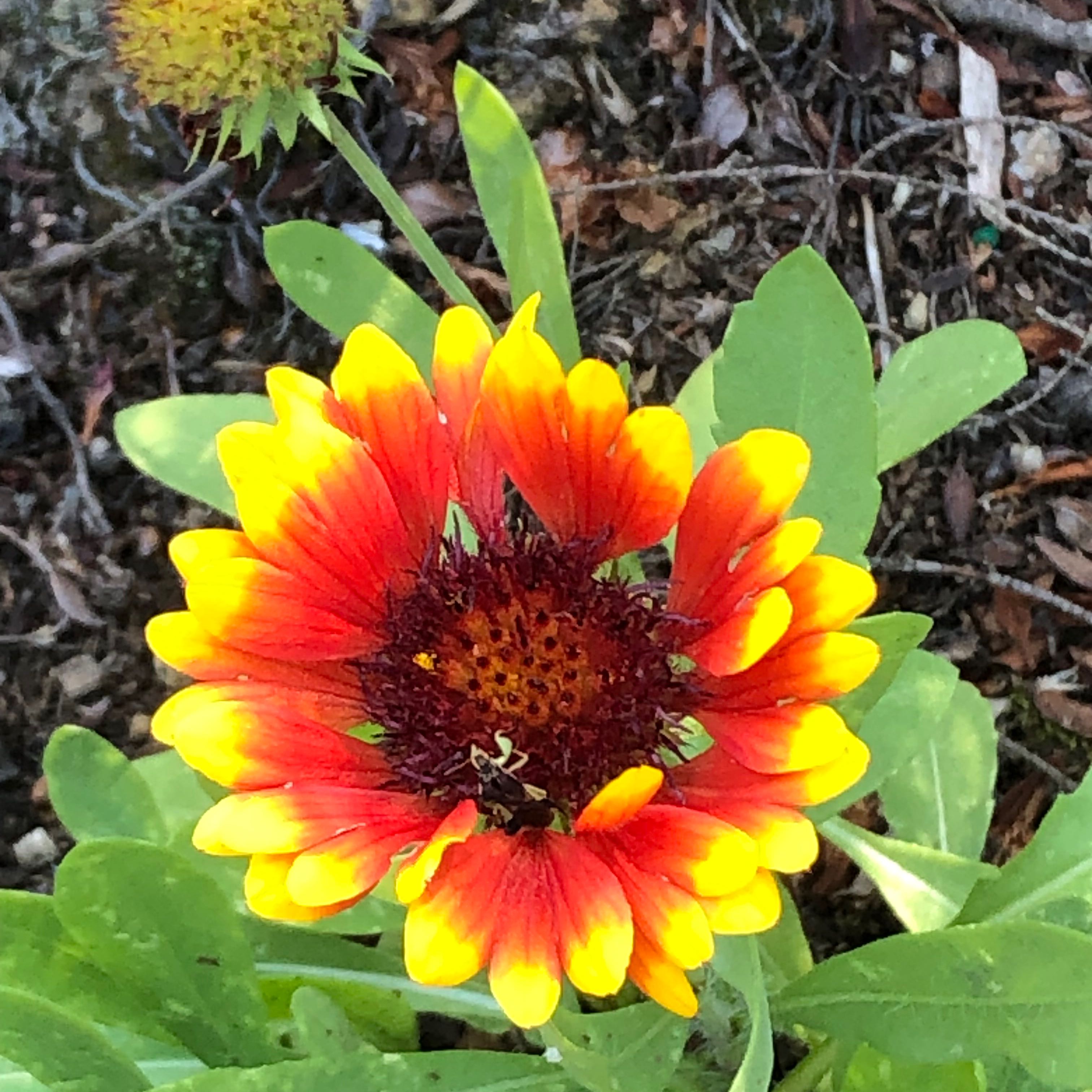 Indian Blanket flower with red and yellow petals, healthy and vibrant.
