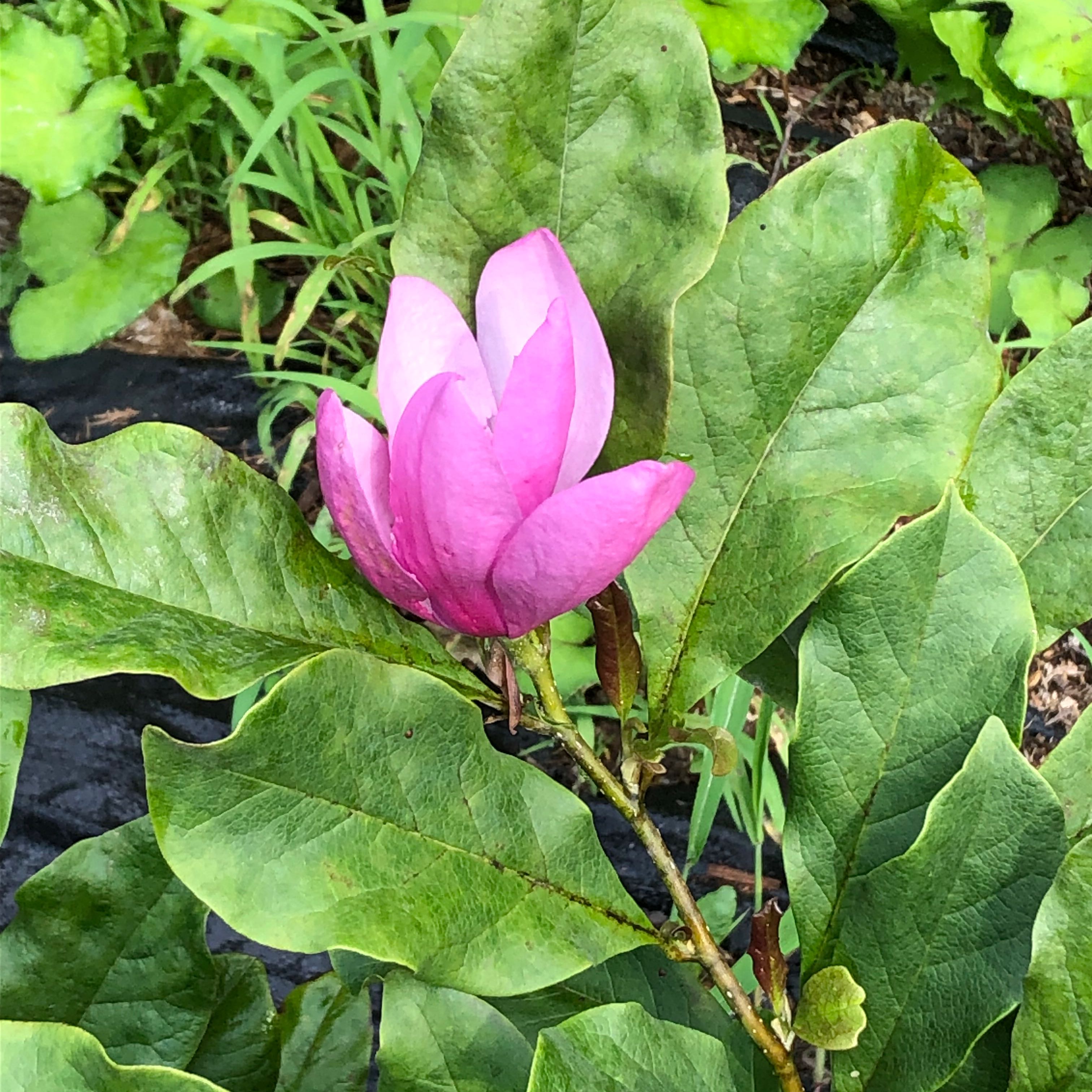 Photo of the plant species Star magnolia by @ContentDecodon named Zion on Greg, the plant care app