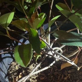 Photo of the plant species Fraser's Photinia by @TiptopSapote named Lavender on Greg, the plant care app