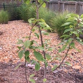 Photo of the plant species European Alder by @OrganicDidelta named Hamilton on Greg, the plant care app