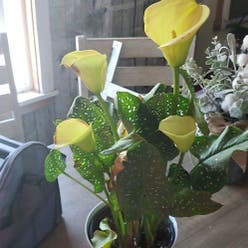 Spotted Calla Lily plant