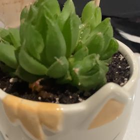 Photo of the plant species Glassrim Haworthia by @BiggestWavycap named Greg on Greg, the plant care app