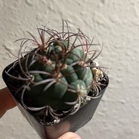 Photo of the plant species Eagle Claw by Mindy named Spike Leaves on Greg, the plant care app