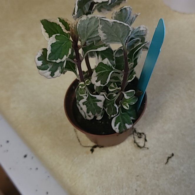 Photo of the plant species Candy Kisses Wild Sage by @AgileWaiuatua named Tolkien on Greg, the plant care app