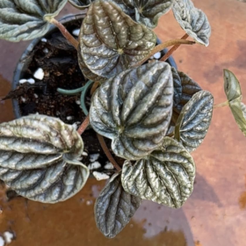 Photo of the plant species Peperomia marmorata by @PothosPrimadona named Curie on Greg, the plant care app