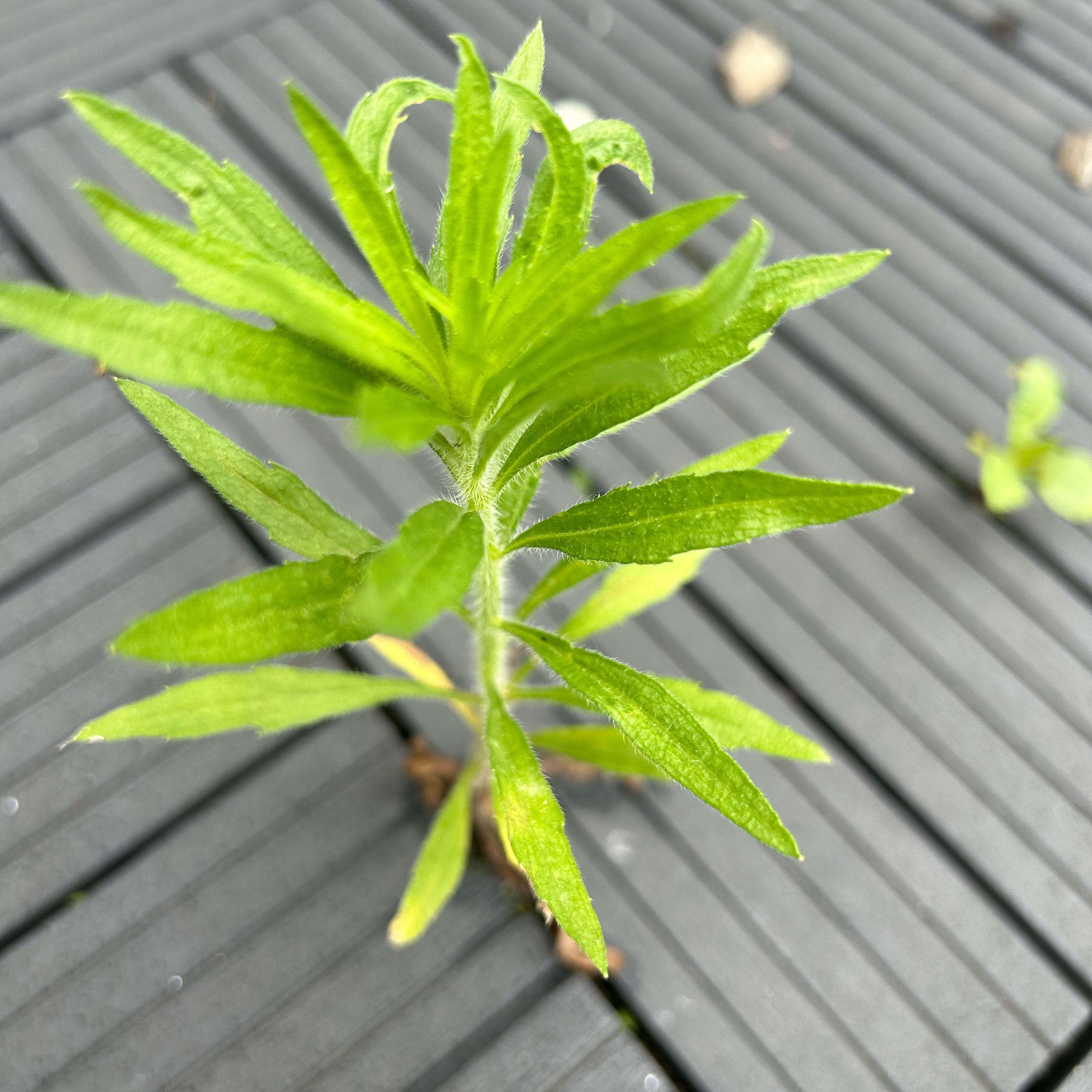 Young Rough Canada Goldenrod plant with green leaves on a textured surface.