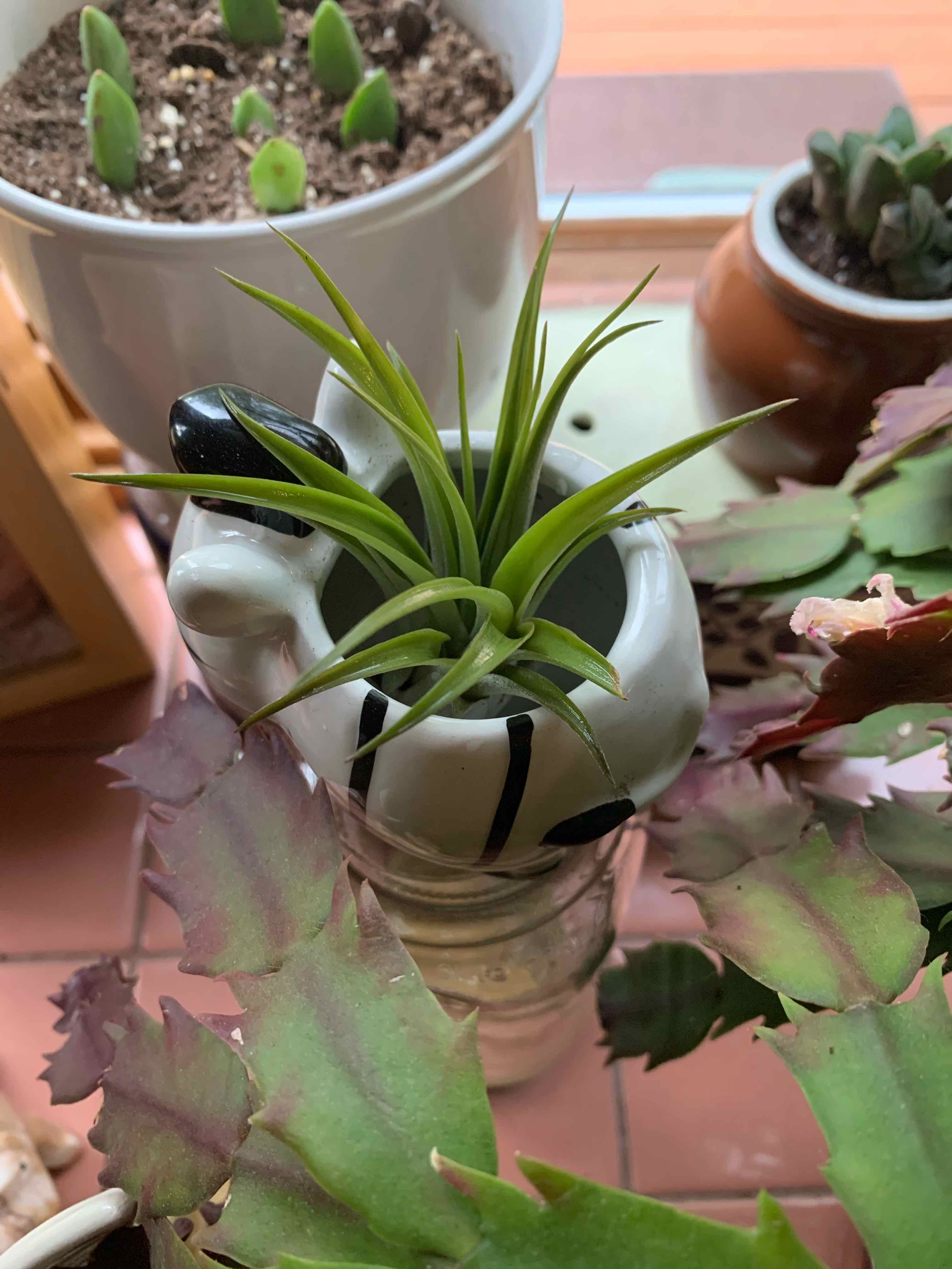 Tillandsia velutina plant in a decorative container with other plants in the background.