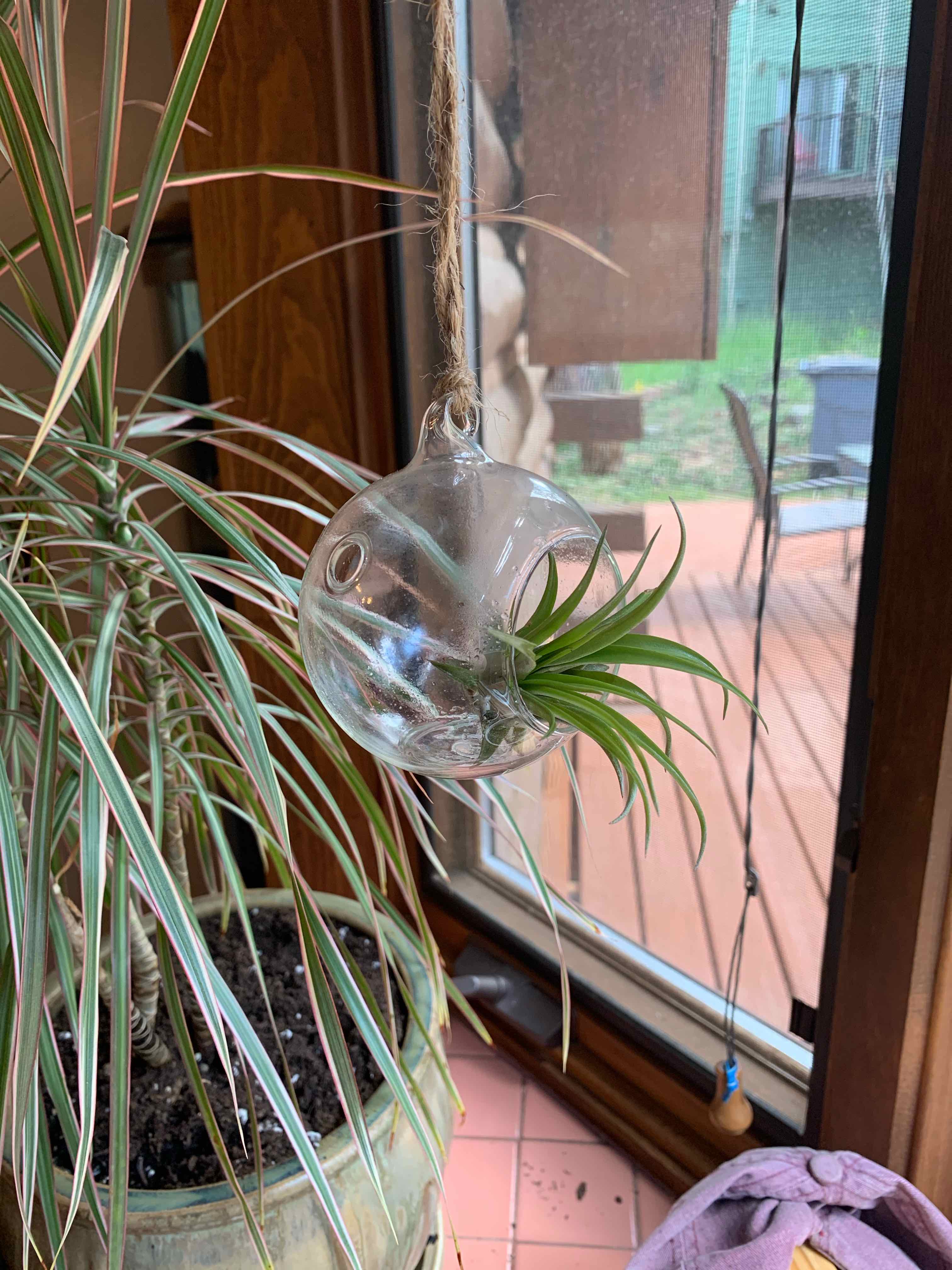 Tillandsia velutina plant in a glass hanging container with another potted plant in the background.