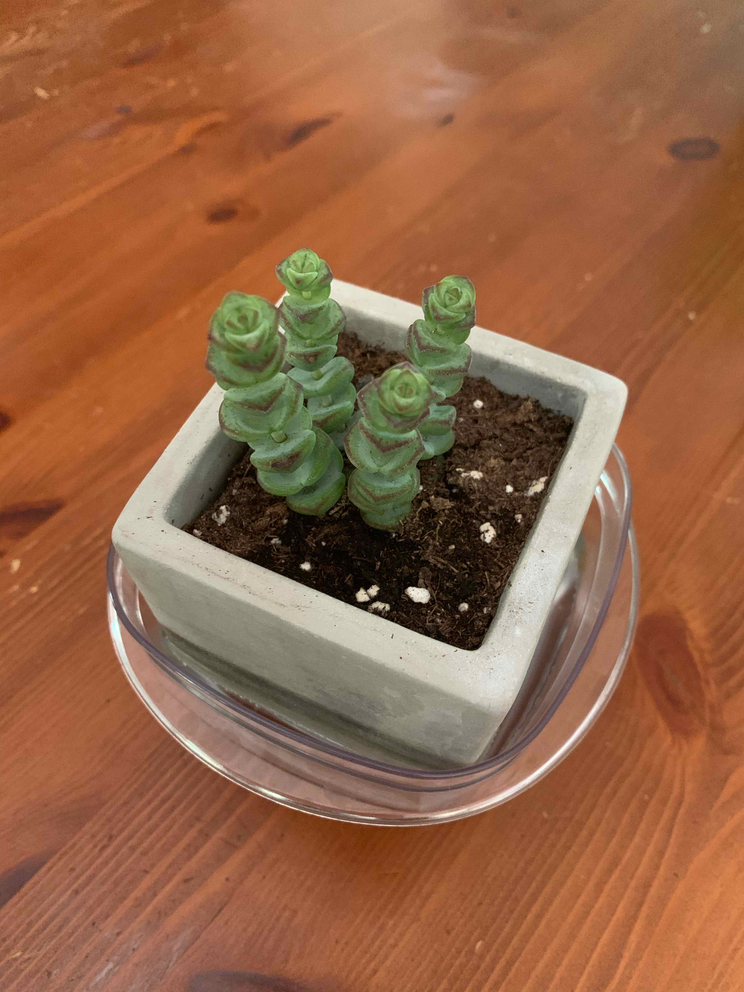 Crassula rupestris plant in a square pot with visible soil, well-framed and in focus.