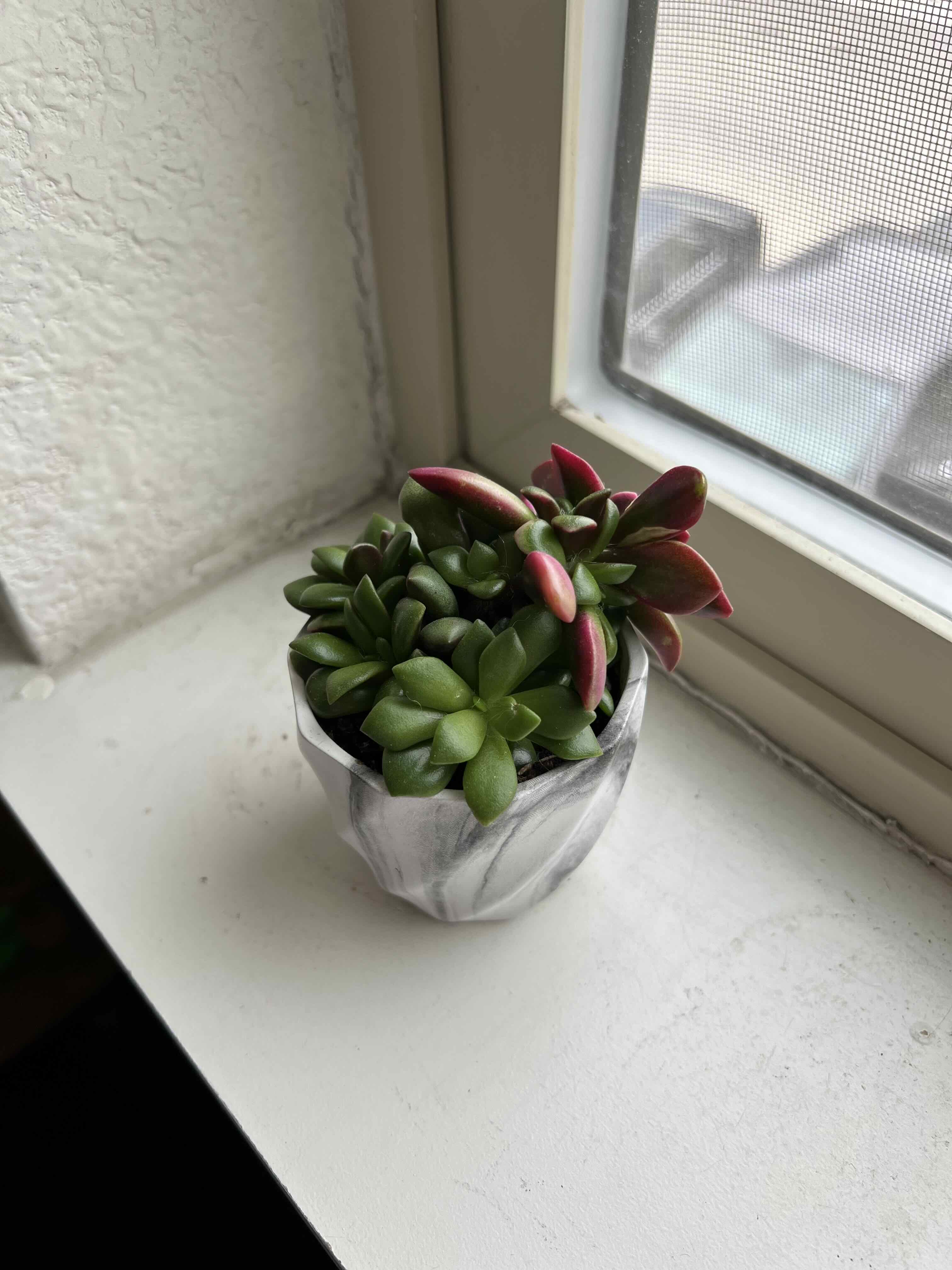 Anacampseros telephiastrum 'Variegata' plant on a windowsill with green and red variegated leaves.