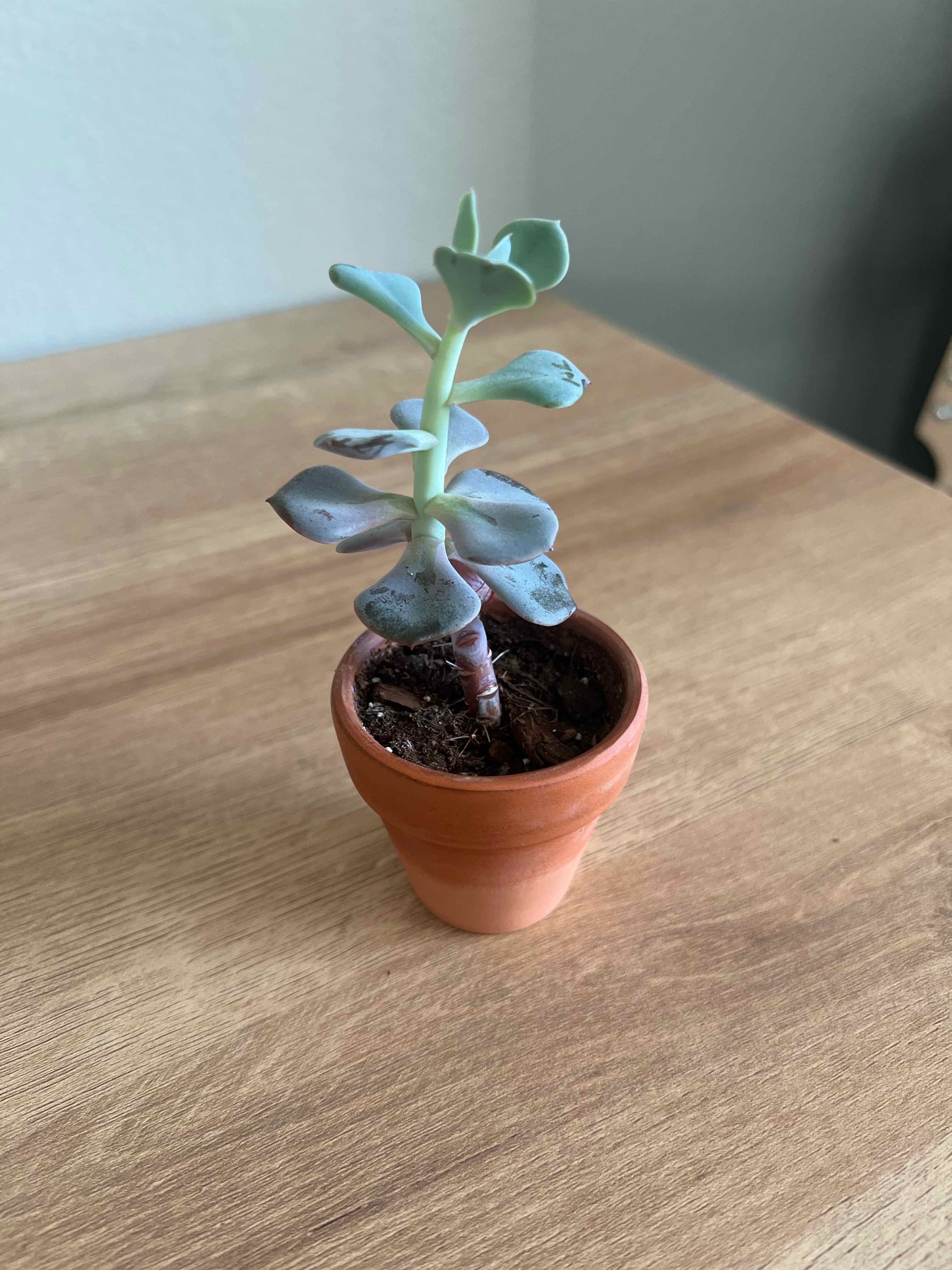 Potted Echeveria Runyonii plant with some leaf discoloration on a wooden surface.